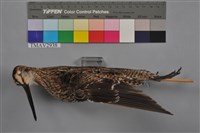 藏品(中地鷸)的圖片